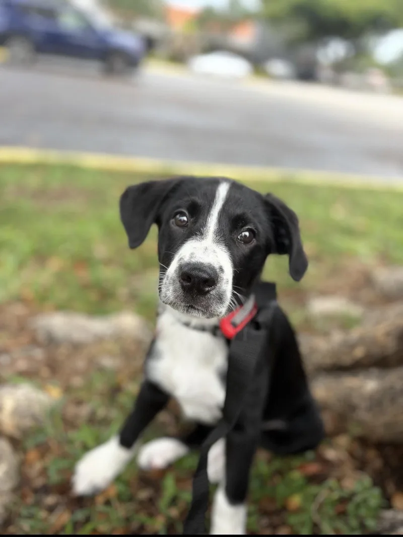 A baby medium-sized female Labrador Retriever dog named Maisie for adoption in Royal Palm Beach, FL