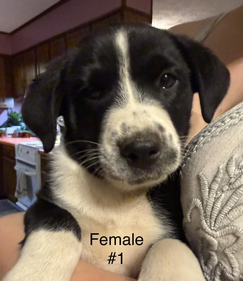 Maisie thumbnail 2