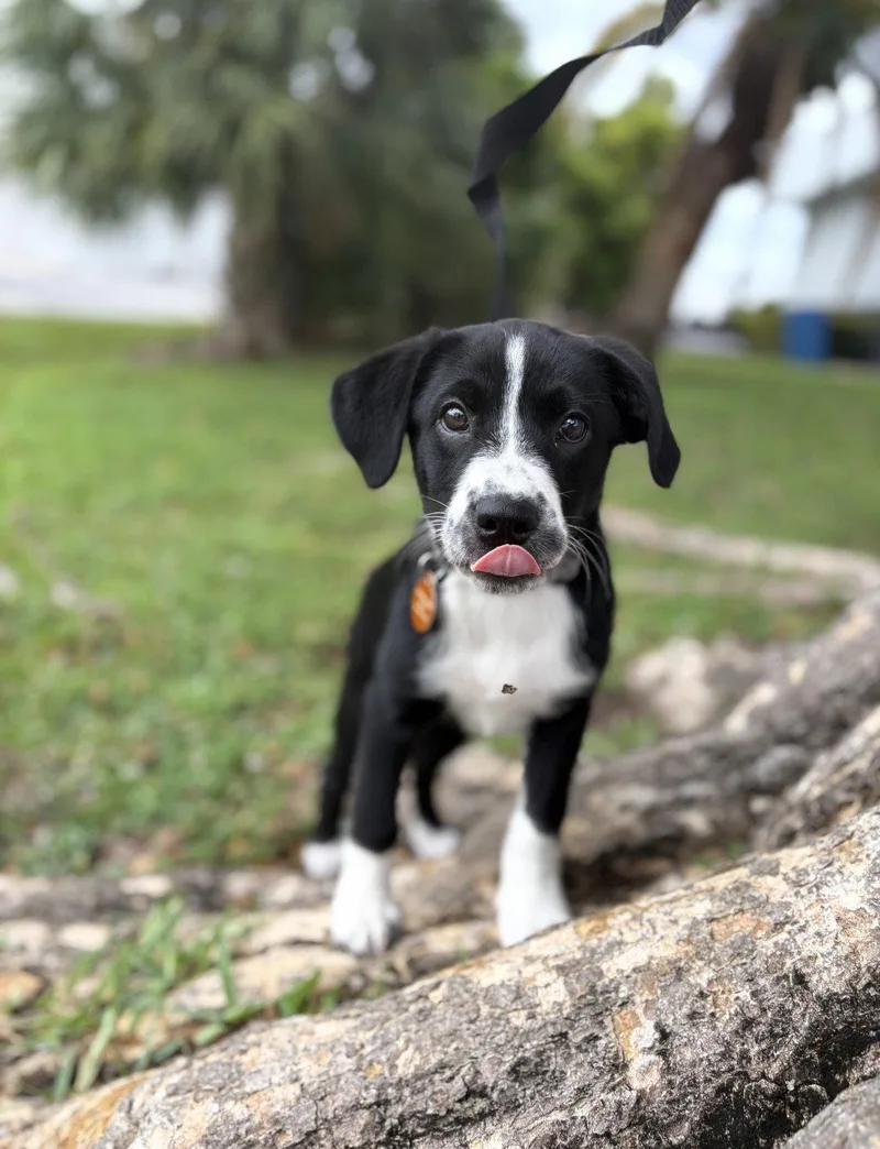 Maisie thumbnail 3