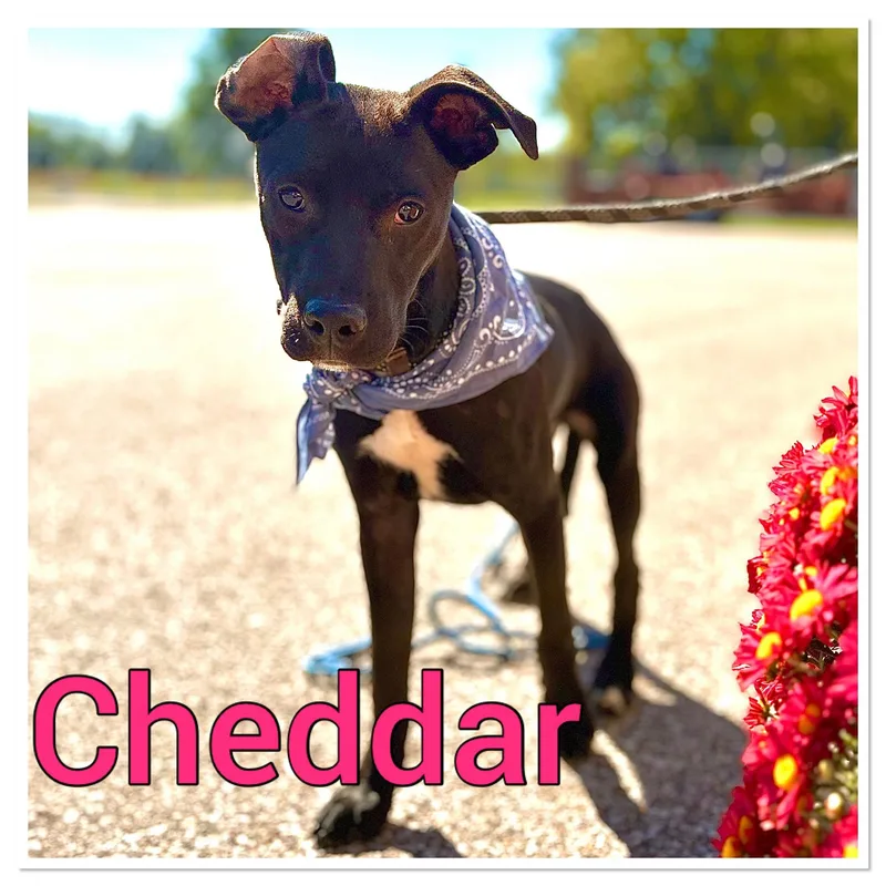 Cheddar