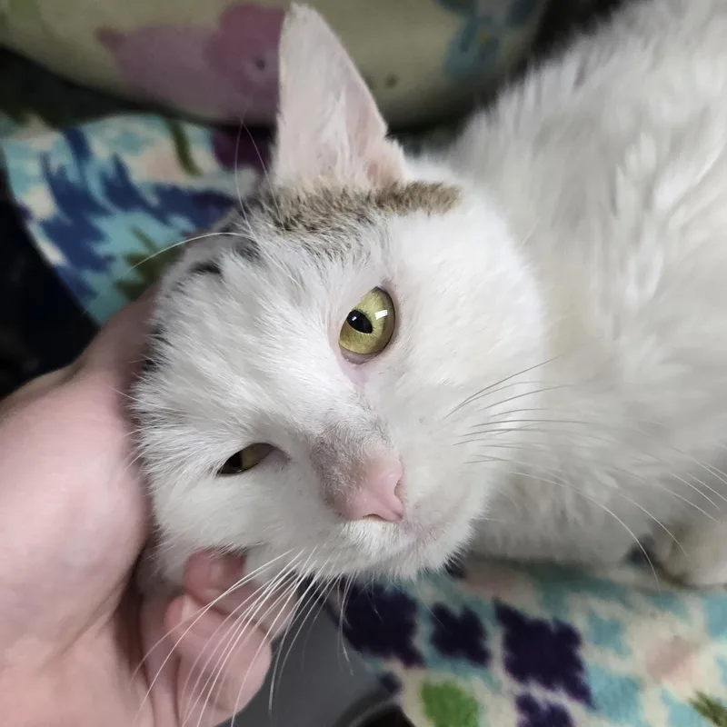 A young medium-sized male White Domestic Short Hair cat named Duncan for adoption in Grand Rapids, MI