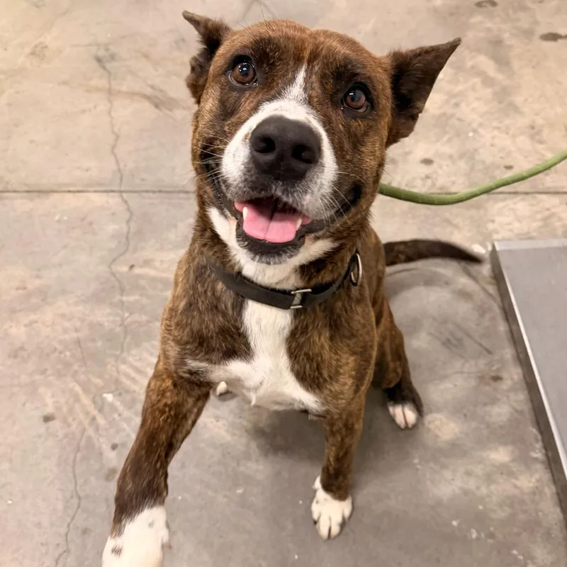 An adult medium-sized male Brindle American Staffordshire Terrier dog named Winslow for adoption in Apache Junction, AZ