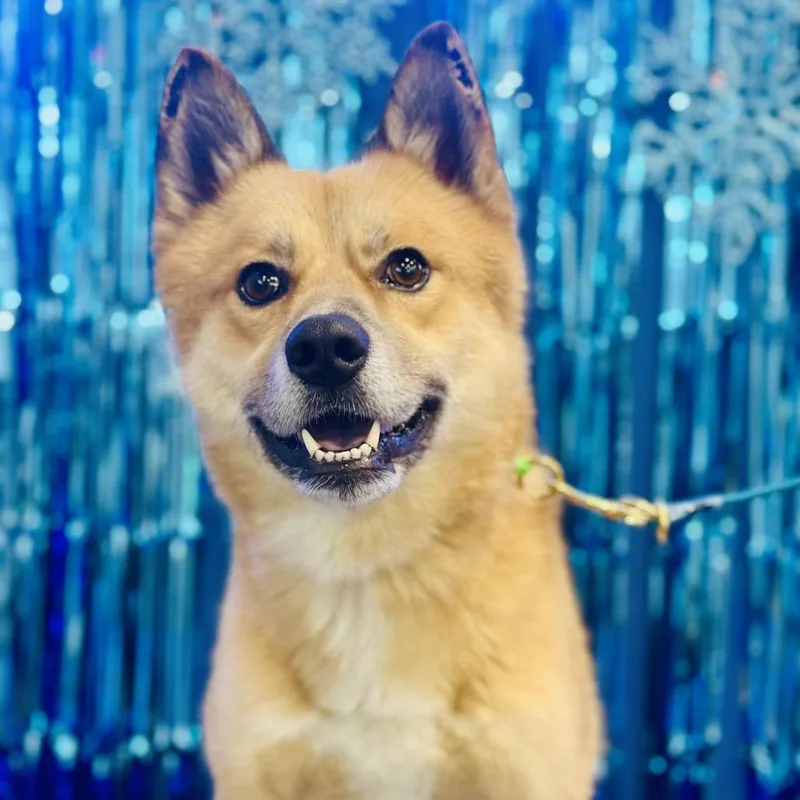 An adult medium-sized male Yellow / Tan / Blond / Fawn Finnish Spitz dog named Iago for adoption in Bellingham, WA