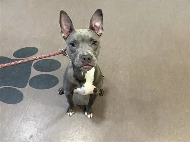 A young small-sized female Pit Bull Terrier dog named Celia for adoption in Saint Louis, MO