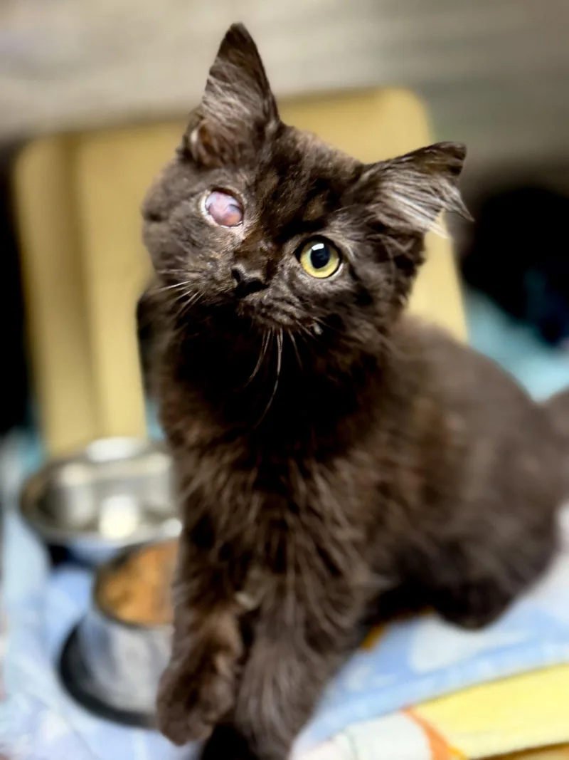 A baby medium-sized male Domestic Medium Hair cat named Ace for adoption in Sanford, NC
