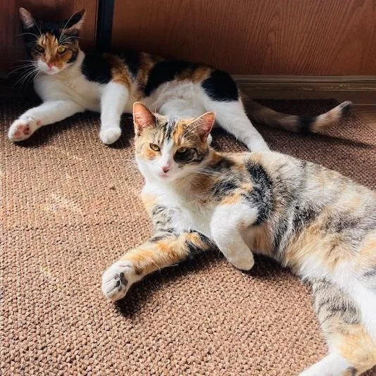 A baby medium-sized female Calico cat named Baby Girl for adoption in Long Beach, MS