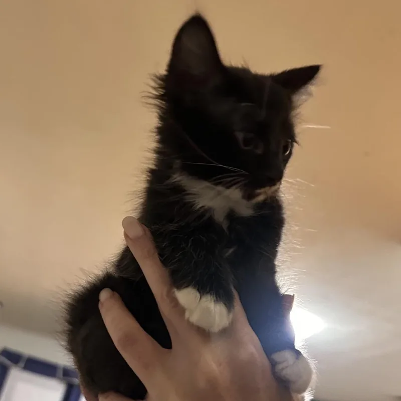 A baby small-sized male Black Domestic Medium Hair cat named Mr Hulk for adoption in Columbia, MO