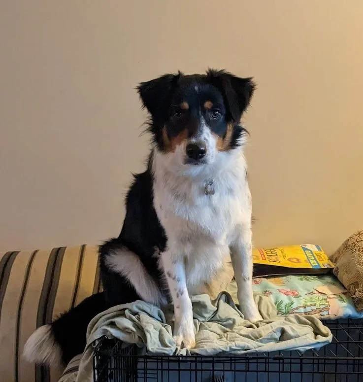 An adult large-sized male Border Collie dog named Hobbes for adoption in Bloomington, IN