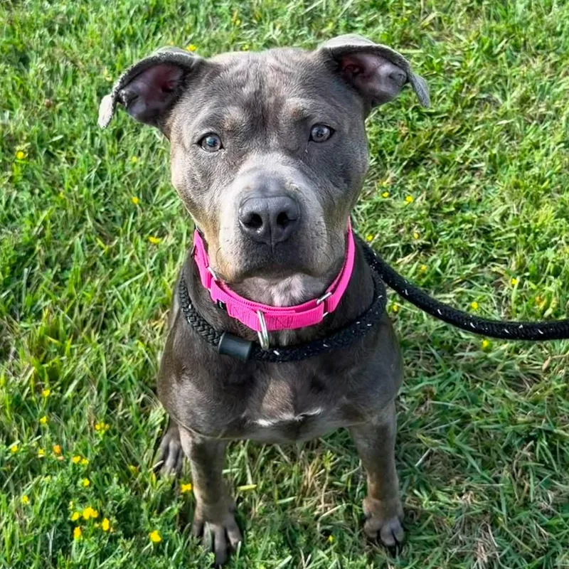 A young medium-sized female Terrier dog named Vada for adoption in North Syracuse, NY