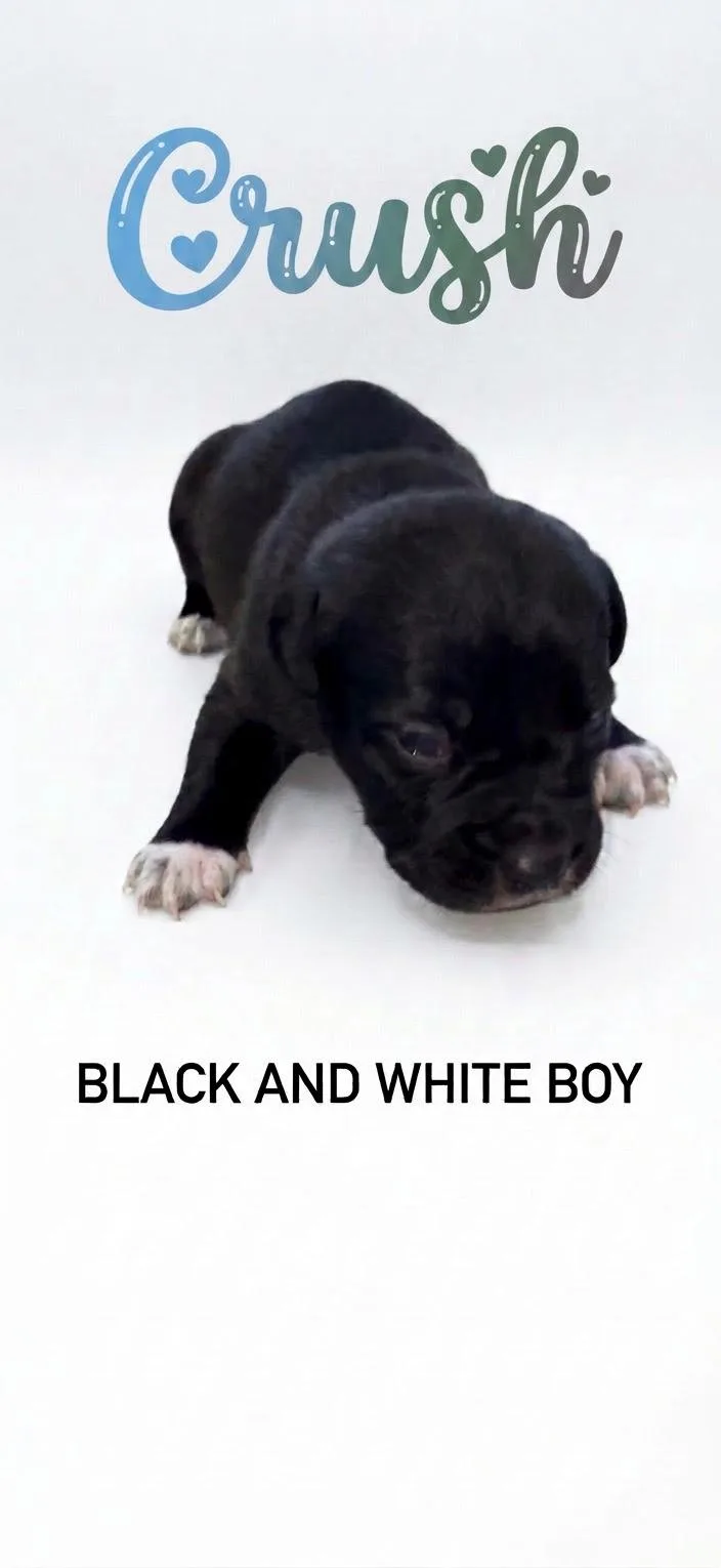A baby medium-sized male Mixed Breed dog named Crush Nemo Litter for adoption in Holly Springs, NC