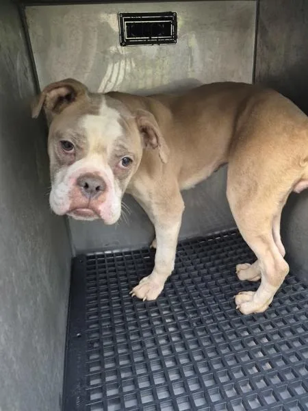 An adult medium-sized female Pit Bull Terrier dog named Vc for adoption in Lawrenceville, GA