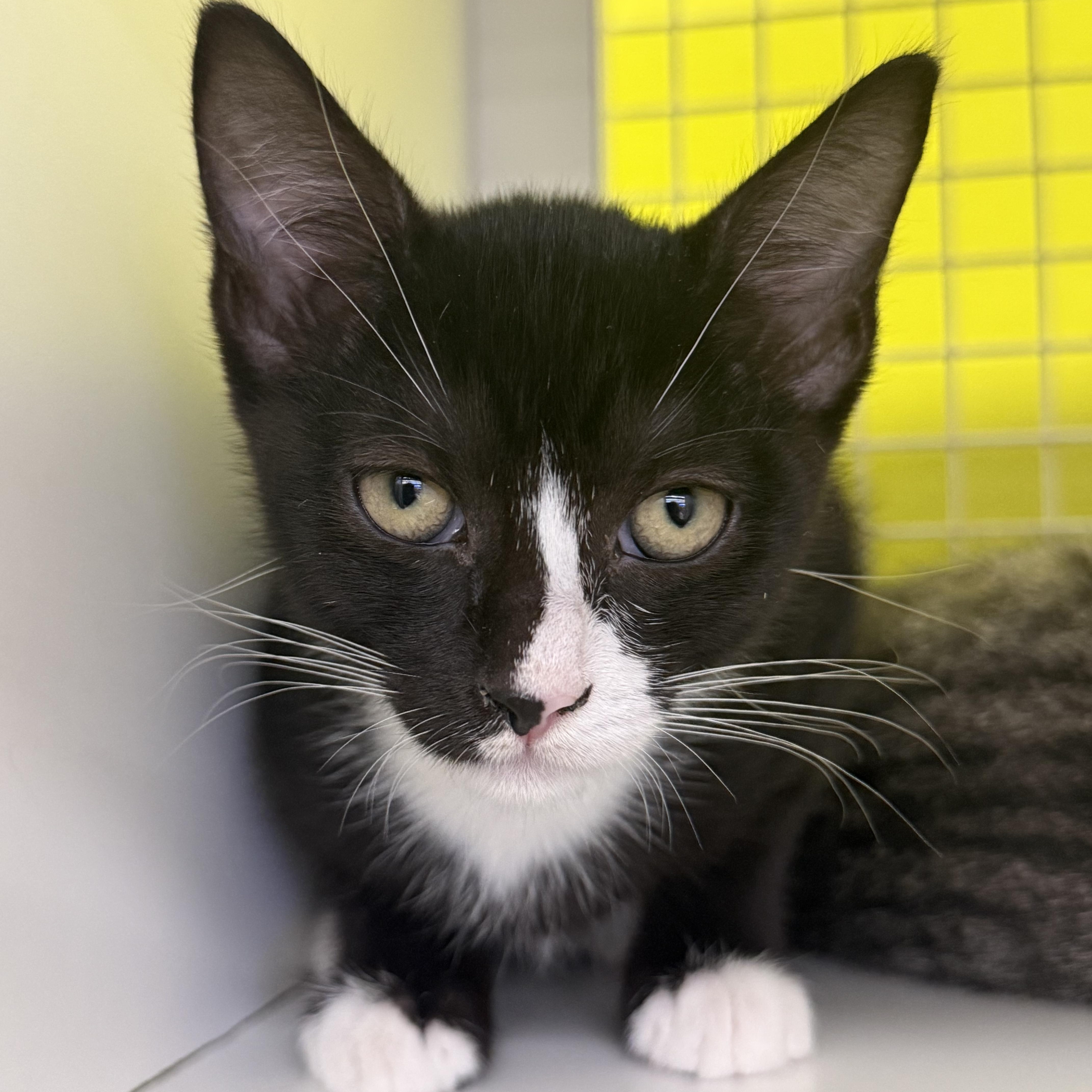 A baby medium-sized female Black & White / Tuxedo Domestic Short Hair cat named Marble for adoption in Intercession city , FL