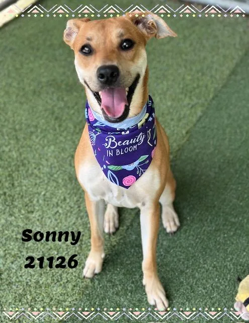 A young medium-sized female Brown / Chocolate Boxer dog named SONNY see also HONEY for adoption in Marietta, GA