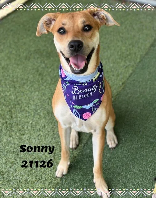SONNY see also HONEY thumbnail 2