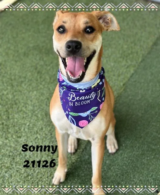 SONNY see also HONEY thumbnail 3