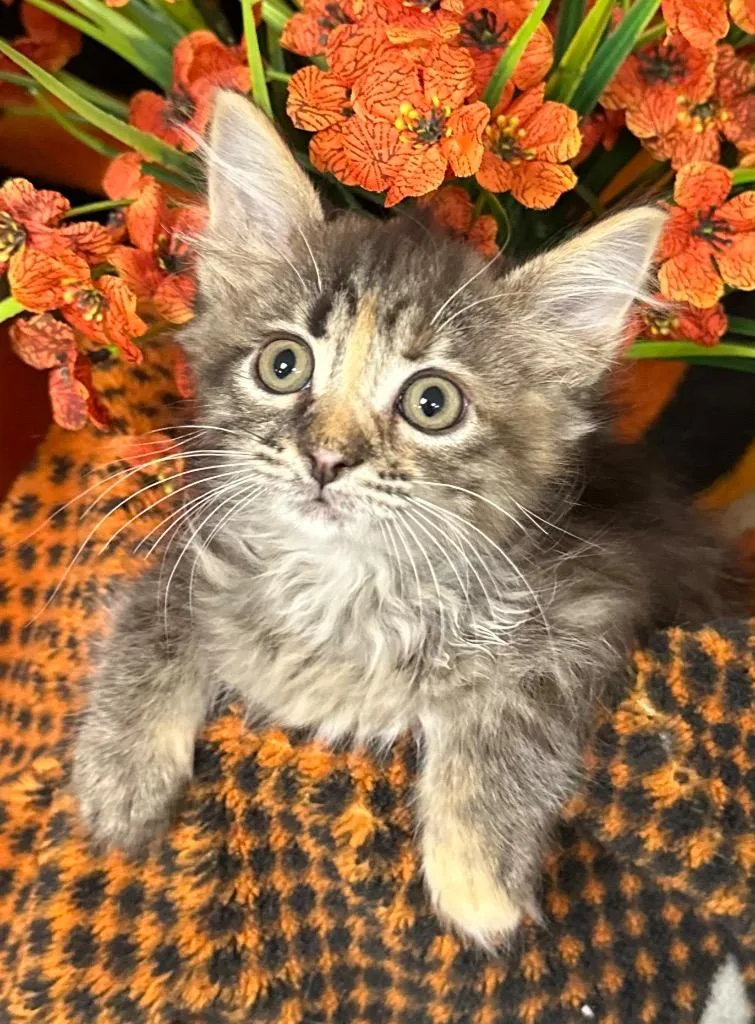 A baby small-sized female Domestic Short Hair cat named Sunshine for adoption in Stillwater, OK