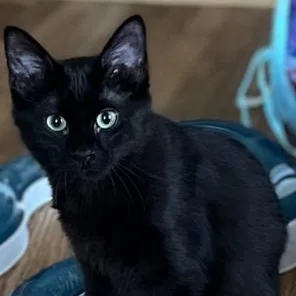 A baby medium-sized female Domestic Short Hair cat named Rowan for adoption in Fincastle, VA