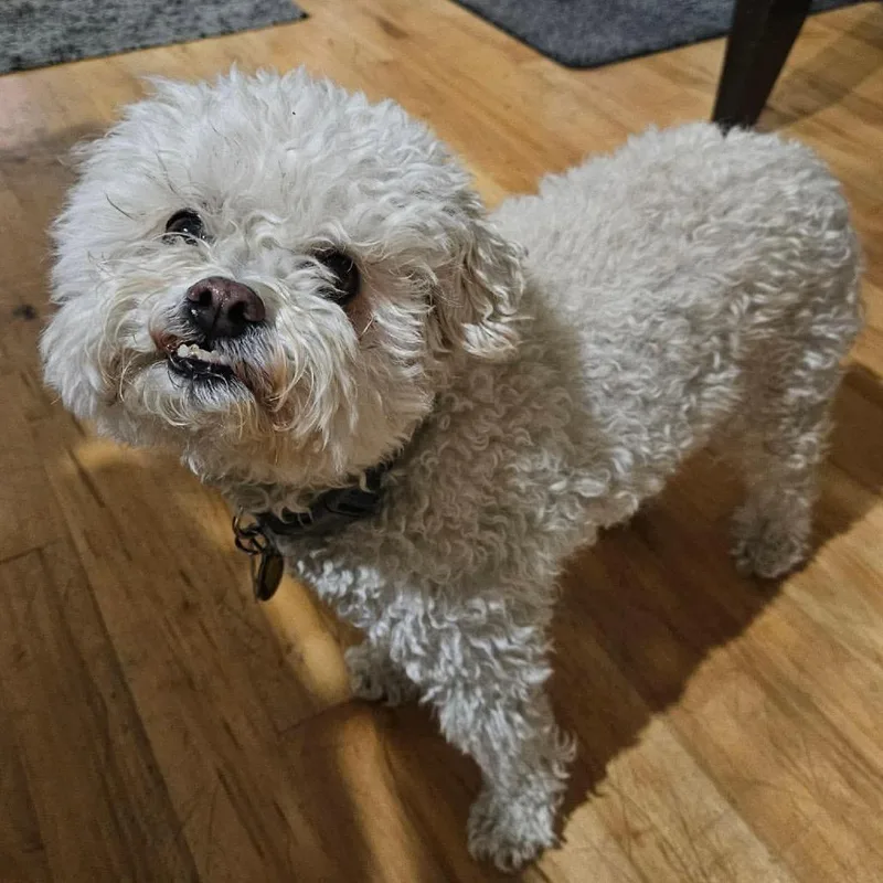 A senior small-sized male White / Cream Bichon Frise dog named Ozzie for adoption in Nampa, ID