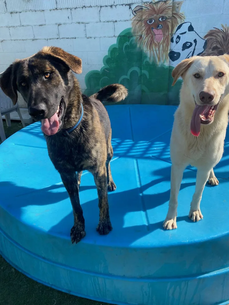 Jake From State Farm thumbnail 3