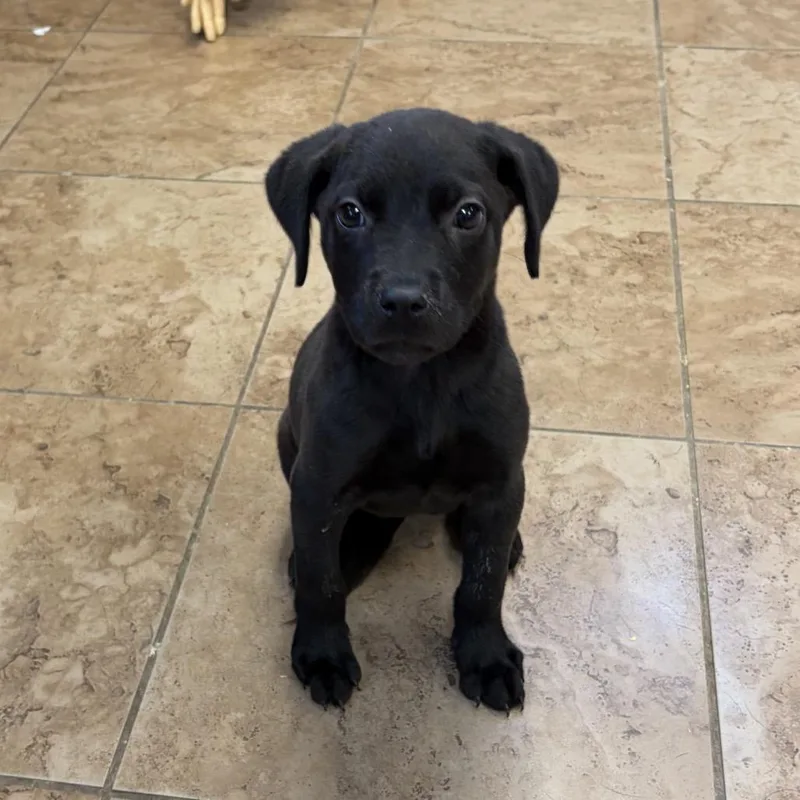 A baby small-sized female Black Labrador Retriever dog named Lemon for adoption in Pasadena , MD