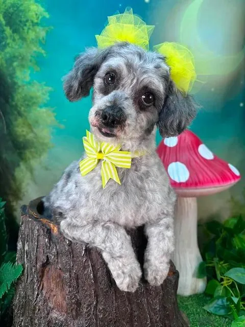 Maggie