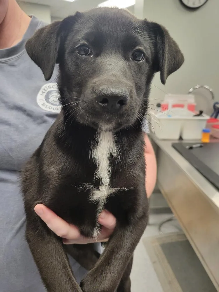 A baby small-sized female Mixed Breed dog named Pocus for adoption in Wellington, KS