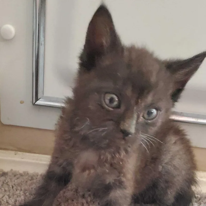 A baby small-sized female Black Domestic Short Hair cat named Dory for adoption in Riverside, CA