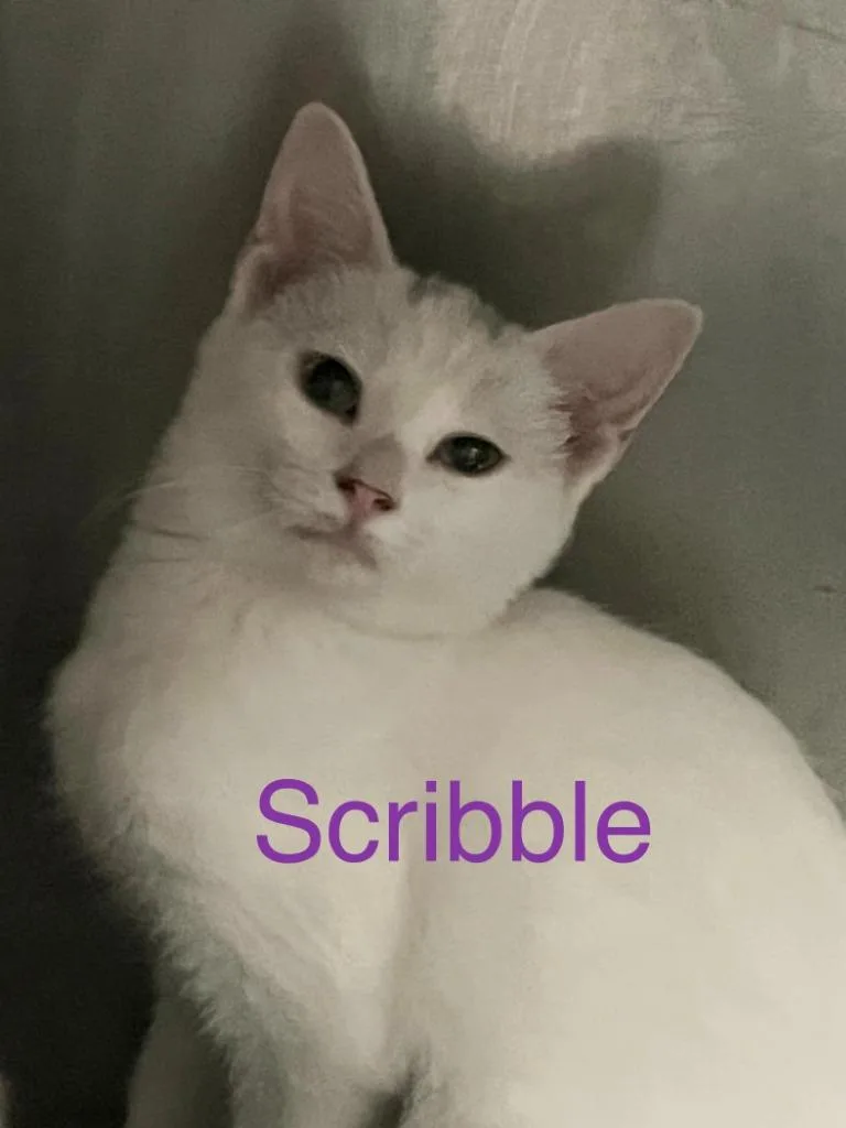 A baby small-sized female Domestic Short Hair cat named Scribble for adoption in Princeton, IN