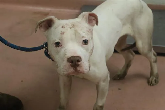 A young medium-sized male Mixed Breed dog named Carson for adoption in Columbia, SC