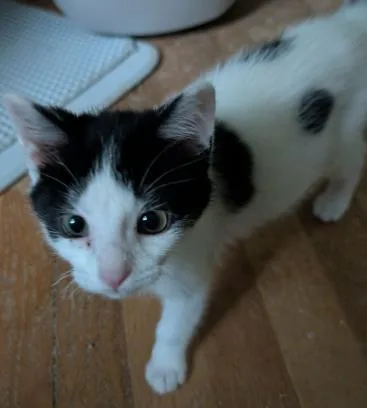 A baby medium-sized male Black & White / Tuxedo Domestic Short Hair cat named Felix for adoption in Battle Creek, MI