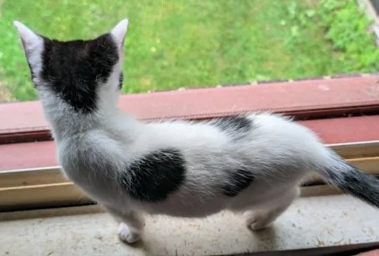 Felix thumbnail 2