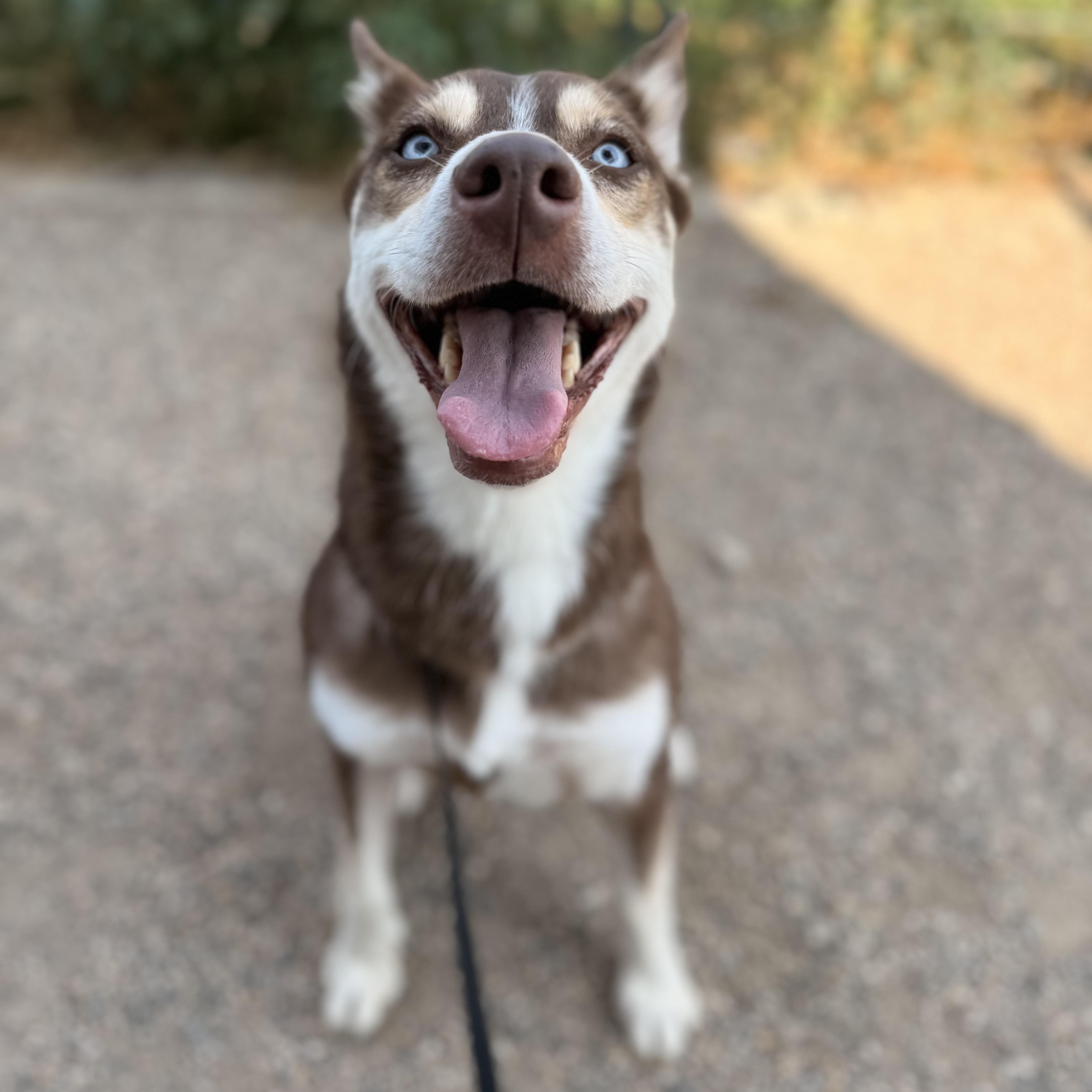 A young medium-sized female Brown / Chocolate Husky dog named Georgia Peach for adoption in Spencer, IA