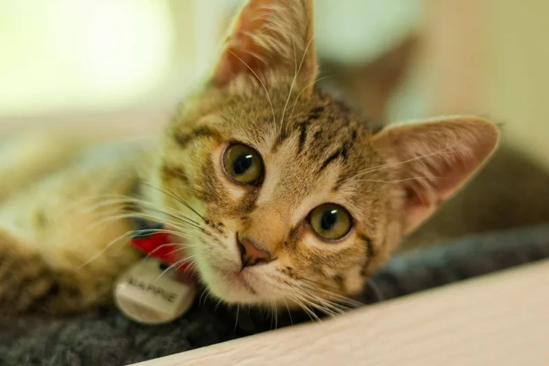 A baby medium-sized female Domestic Short Hair cat named Mappie for adoption in Hot Springs, AR