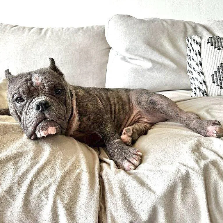 A young medium-sized female American Bulldog dog named Big Blue for adoption in Oakland, CA