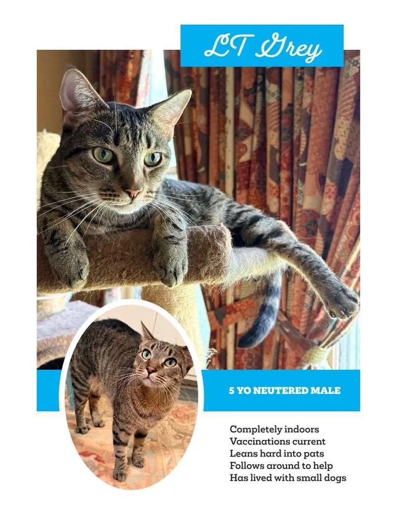 An adult medium-sized male Tabby (Brown / Chocolate) Domestic Short Hair cat named Greyhandsome man for adoption in Franklin, TN