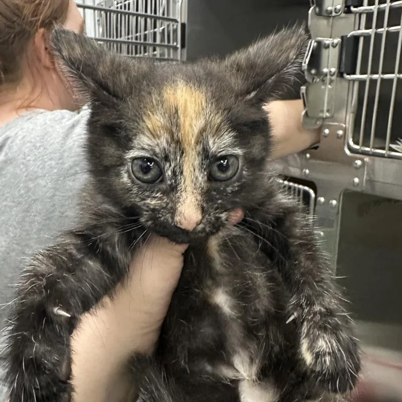 A baby small-sized female Domestic Short Hair cat named Toph for adoption in Corbin, KY