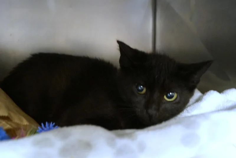 A baby medium-sized male Black Domestic Short Hair cat named Terk for adoption in New Milford, CT