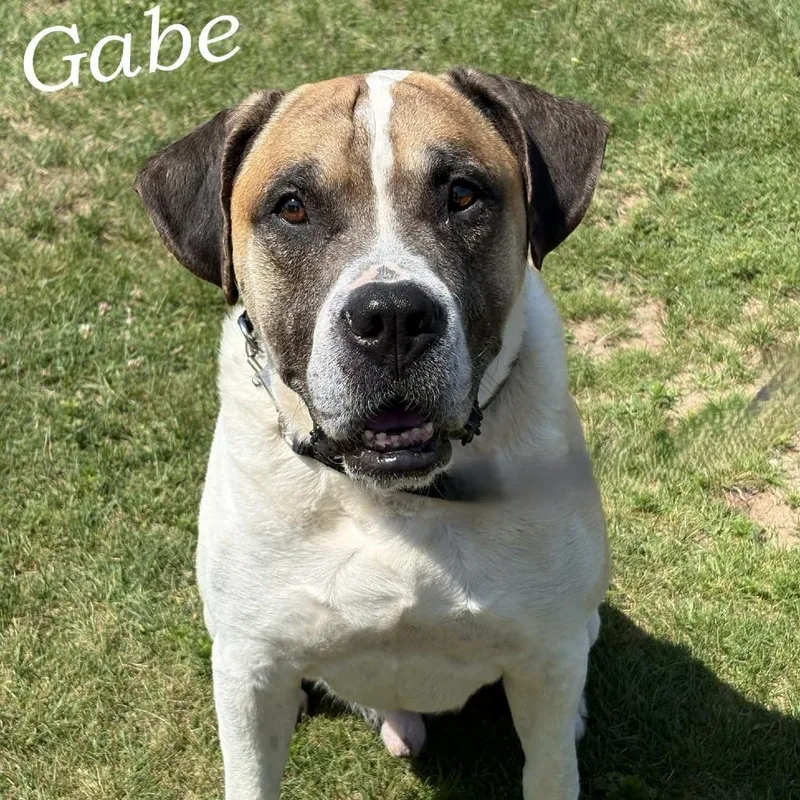 An adult large-sized male White / Cream Mixed Breed dog named Gabe for adoption in Escanaba, MI