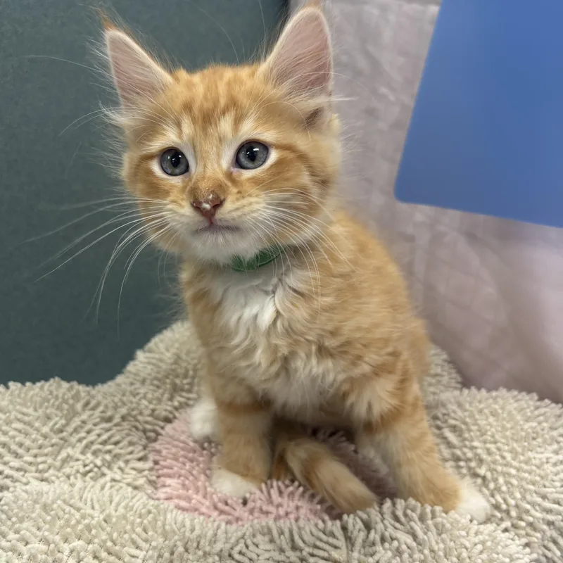 A baby medium-sized female Tabby (Orange / Red) Maine Coon cat named Ariel for adoption in Bardstown, KY