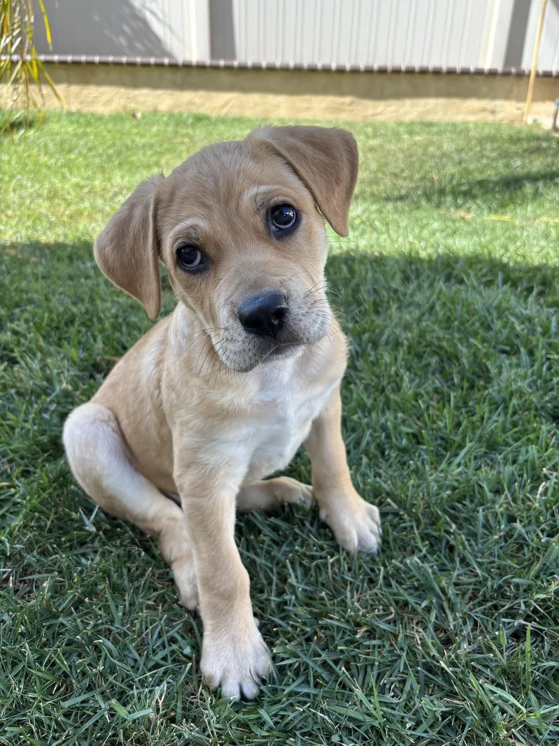 A baby medium-sized male Beagle dog named Nelson for adoption in Fullerton, CA