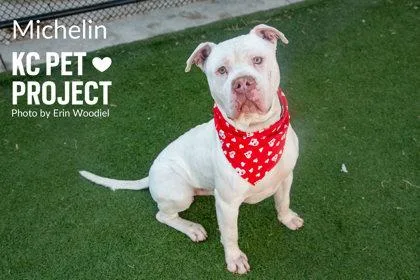 An adult extra large-sized male White / Cream Pit Bull Terrier dog named Michelin for adoption in Kansas City, MO