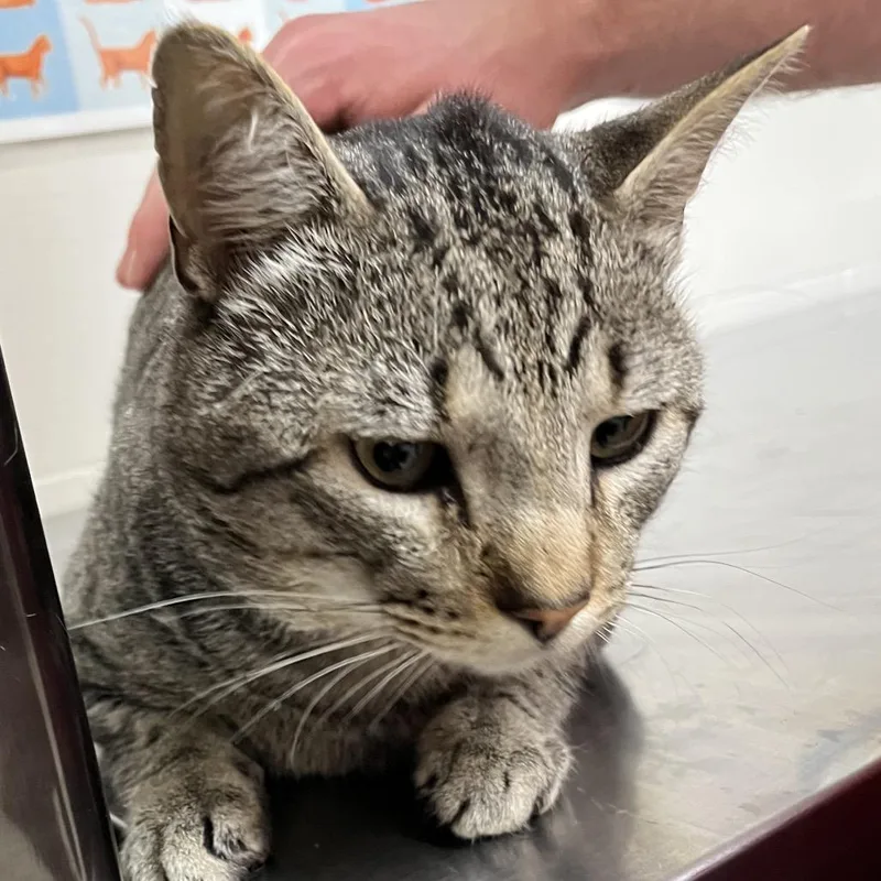 An adult large-sized male Gray / Blue / Silver Domestic Short Hair cat named Son Of Billy Jean for adoption in Birmingham, AL