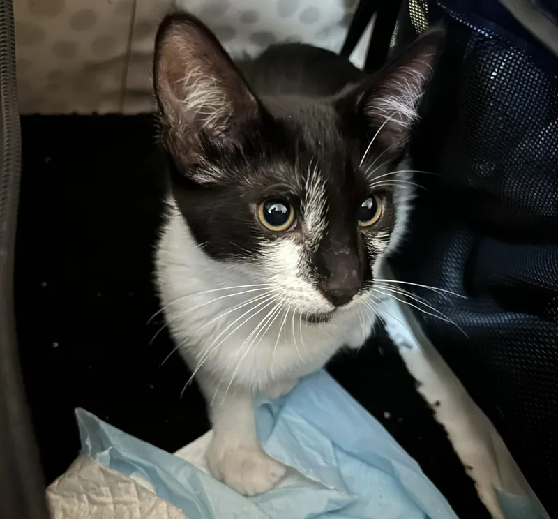 A baby medium-sized female Black & White / Tuxedo Domestic Short Hair cat named Karen โ Sweet with for adoption in Prescott, AZ