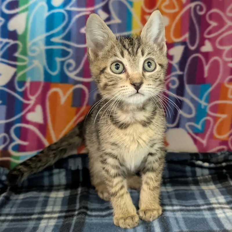 Tater