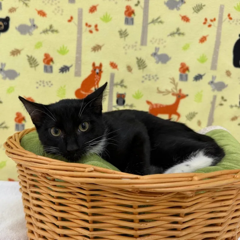 A baby medium-sized male Black Domestic Short Hair cat named Bob for adoption in Deerfield, IL