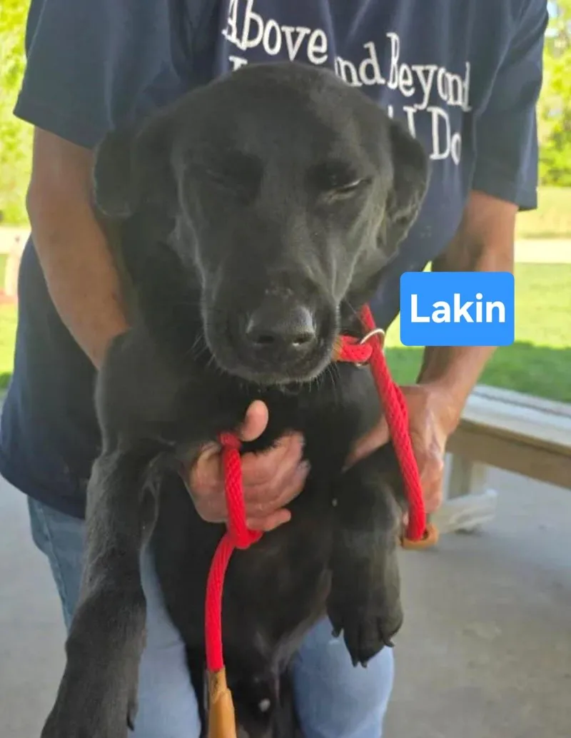 A baby medium-sized male Black Black Labrador Retriever dog named Lakin for adoption in Clinton, MO