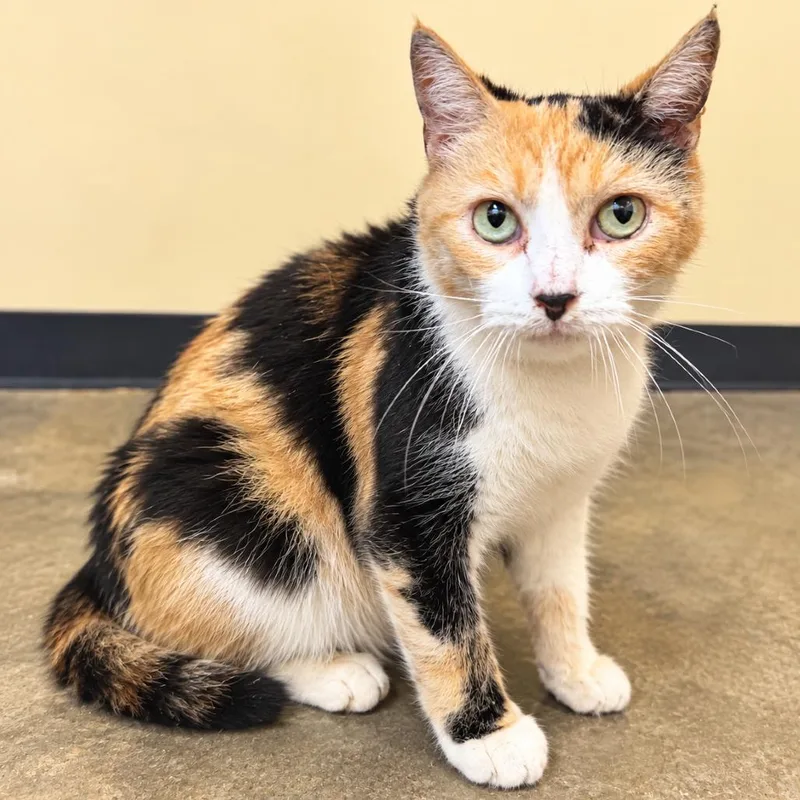 A senior medium-sized female Calico Domestic Short Hair cat named Sweetie Pie for adoption in Corinth, MS