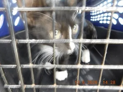 A baby small-sized male Domestic Short Hair cat named Caviar for adoption in North Richland Hills, TX