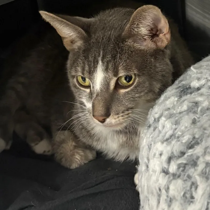 A young medium-sized male Gray / Blue / Silver Domestic Short Hair cat named Rick James for adoption in Chicago, IL
