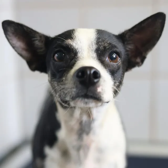 A young small-sized male Chihuahua dog named Oreo for adoption in San Antonio, TX